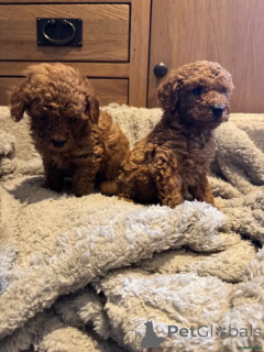 Photo №1. poodle (toy) - for sale in the city of Marlow | 599$ | Announcement № 175709