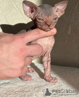 Photo №2 to announcement № 131990 for the sale of  - buy in Spain private announcement