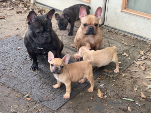 Photo №1. french bulldog - for sale in the city of Helsinki | 500$ | Announcement № 69124