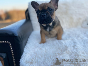 Photo №1. french bulldog - for sale in the city of Zawoja | negotiated | Announcement № 19043