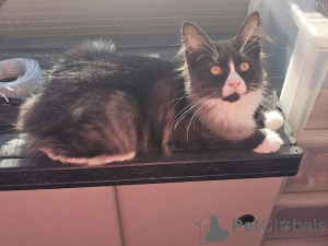 Photo №3. Nur diese Maine Coon Katze sucht ein glückliches Zuhause. Germany