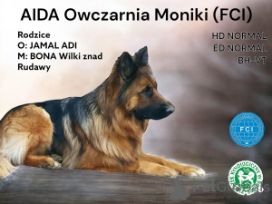 Photo №2 to announcement № 139096 for the sale of german shepherd - buy in Poland breeder