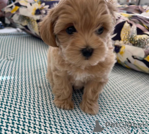 Photo №4. I will sell maltese dog in the city of Algermissen. private announcement - price - 774$