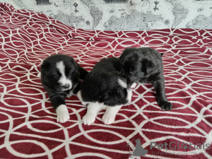 Photo №1. non-pedigree dogs - for sale in the city of Minsk | Is free | Announcement № 58080