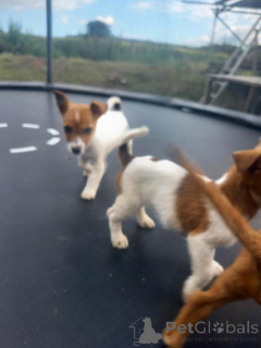 Photo №2 to announcement № 171981 for the sale of jack russell terrier - buy in Belgium private announcement