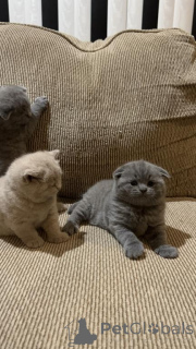 Photo №3. 3 SCOTTISH FOLD AVAILABLE. United States