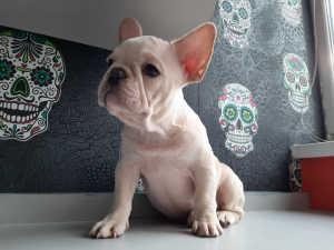 Photo №4. I will sell french bulldog in the city of Minsk. private announcement - price - Negotiated