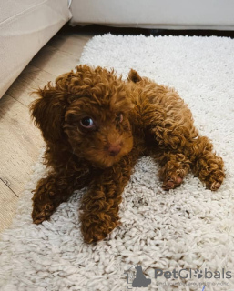 Photo №3. Toy poodle for adoption. United Kingdom