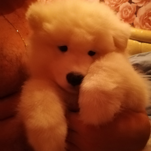 Photo №1. samoyed dog - for sale in the city of Kaluga | 779$ | Announcement № 4693