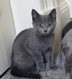Photo №1. russian blue - for sale in the city of ÚBeda | negotiated | Announcement № 173582