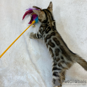 Photo №2 to announcement № 8192 for the sale of bengal cat - buy in Belarus from nursery