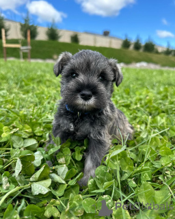 Photo №1. schnauzer - for sale in the city of Berlin | negotiated | Announcement № 168568