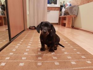 Photo №2 to announcement № 1048 for the sale of dachshund - buy in Lithuania private announcement, from nursery, breeder