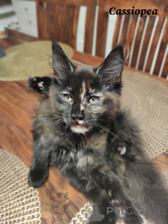Additional photos: Maine Coon kittens 14 weeks old