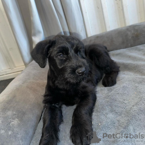 Photo №1. schnauzer - for sale in the city of Las Vegas | 500$ | Announcement № 123236