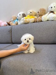 Photo №1. maltese dog - for sale in the city of Alsdorf | negotiated | Announcement № 178089