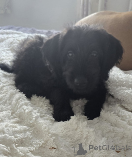 Photo №2 to announcement № 157790 for the sale of labrador retriever - buy in Belgium breeder