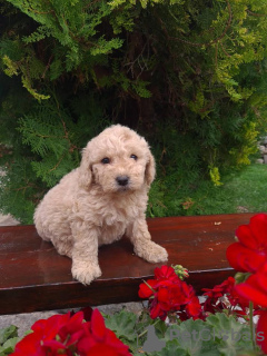 Photo №1. labradoodle - for sale in the city of Vilovo | 317$ | Announcement № 96189