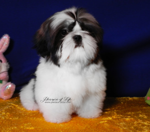 Photo №2 to announcement № 1960 for the sale of shih tzu - buy in Ukraine from nursery