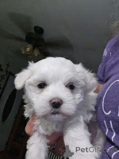 Photo №1. maltese dog - for sale in the city of Helsinki | 568$ | Announcement № 163773
