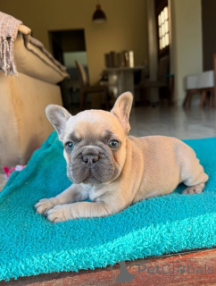 Photo №2 to announcement № 152116 for the sale of french bulldog - buy in Germany private announcement