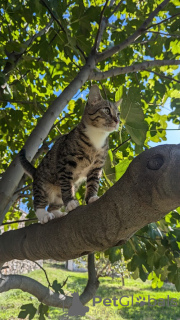 Additional photos: Kitten Kiselechek is looking for a loving family.