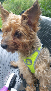 Photo №4. I will sell  in the city of London. private announcement - price - Is free