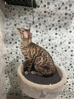 Photo №1. bengal cat - for sale in the city of Neuchâtel | 706$ | Announcement № 152730