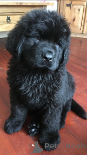 Additional photos: Newfoundland puppies