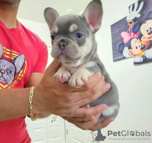 Photo №1. french bulldog - for sale in the city of Aalst | 320$ | Announcement № 133170