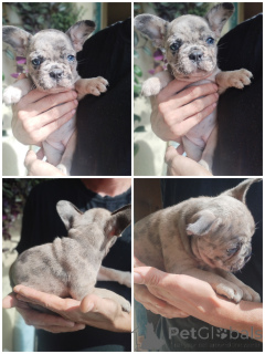 Photo №4. I will sell french bulldog in the city of Brest.  - price - Is free