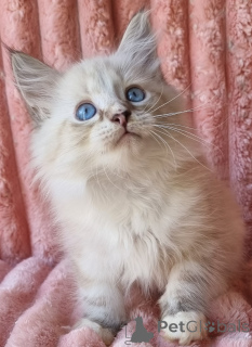 Photo №2 to announcement № 154385 for the sale of neva masquerade - buy in Ukraine private announcement, from nursery, breeder