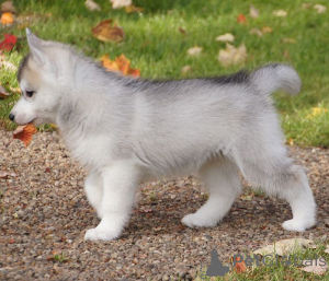 Photo №1. shiba inu - for sale in the city of Central City | negotiated | Announcement № 168783