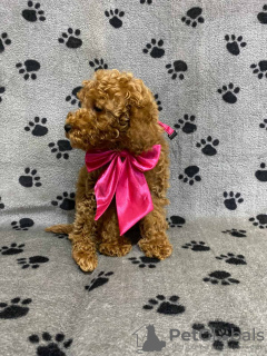 Photo №4. I will sell poodle (toy) in the city of Belgrade. breeder - price - negotiated