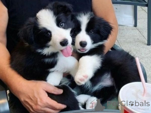 Photo №1. border collie - for sale in the city of Tampere | negotiated | Announcement № 175139