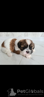Photo №1. shih tzu - for sale in the city of Zhytomyr | 500$ | Announcement № 42622