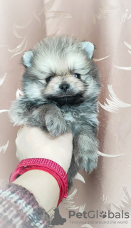 Photo №4. I will sell pomeranian in the city of Minsk. breeder - price - 302$