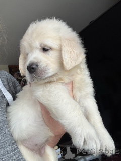 Photo №1. golden retriever - for sale in the city of Dusseldorf | negotiated | Announcement № 158002