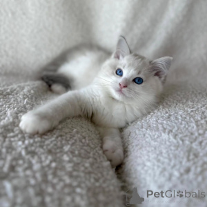 Photo №2 to announcement № 156270 for the sale of ragdoll - buy in Lithuania private announcement