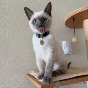 Photo №1. siamese cat - for sale in the city of PFORZHEIM | 361$ | Announcement № 177542