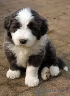 Photo №2 to announcement № 136211 for the sale of bearded collie - buy in United Kingdom 