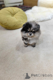 Photo №3. Pomeranian puppies for adoption. Spain