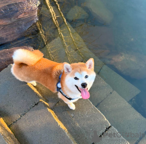 Photo №1. shiba inu - for sale in the city of Burgas | negotiated | Announcement № 111784