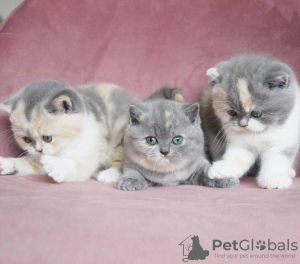 Photo №2 to announcement № 71984 for the sale of british shorthair - buy in United States private announcement, breeder