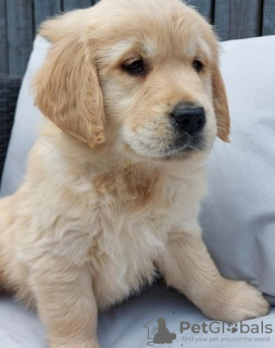 Additional photos: Adorable Golden Retriever puppies ready to join their new and forever home for