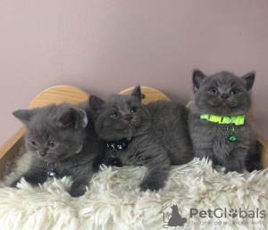 Photo №2 to announcement № 118775 for the sale of british shorthair - buy in United Kingdom 