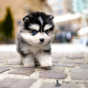 Photo №2 to announcement № 136411 for the sale of siberian husky - buy in Germany breeder