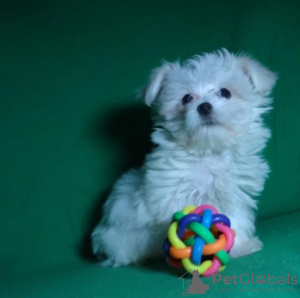 Photo №2 to announcement № 42279 for the sale of maltese dog - buy in Belarus private announcement, from nursery