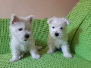 Photo №1. west highland white terrier - for sale in the city of Minsk | 450$ | Announcement № 2591