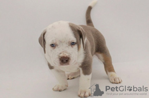 Photo №1. american bully - for sale in the city of Warsaw | 634$ | Announcement № 105801